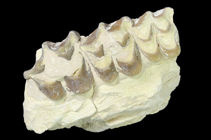 Oreodont (Merycoidodon) Jaw Section - South Dakota #140927